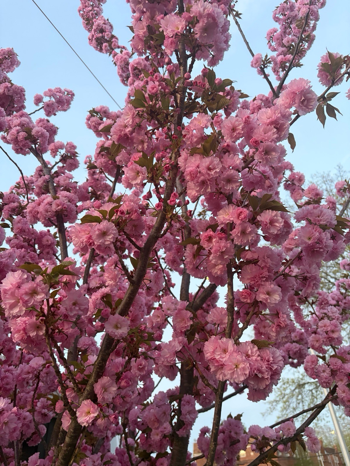 Kwanzan cherry tree in full bloom, branches loaded with double pink blossoms against a pale blue evening sky
