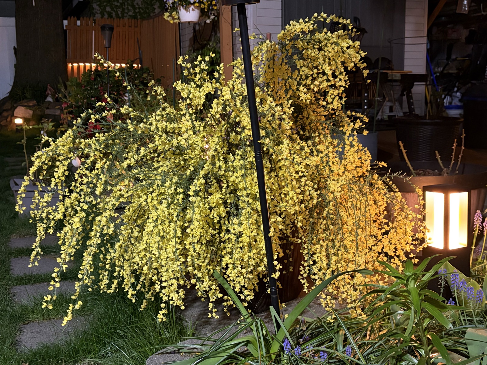 Golden Scotch broom glowing warmly beside a black post lantern at night