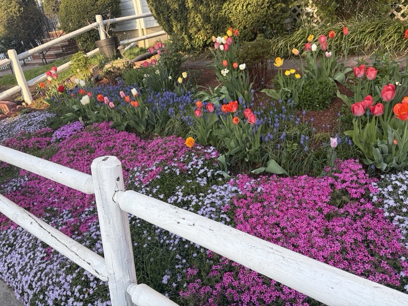 Carpet of pink and lavender creeping phlox along a white fence