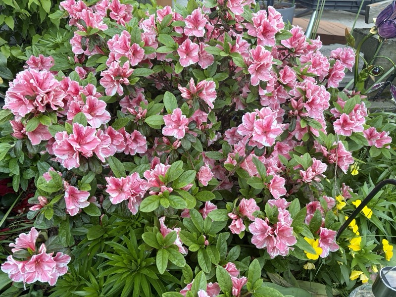 Salmon-pink azalea bush covered in blooms