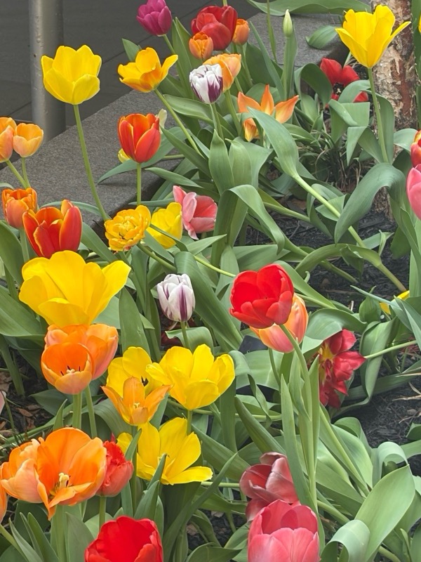 A colorful mix of yellow, orange, red, and striped tulips